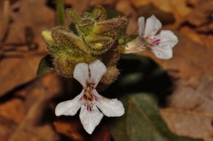 Phaulopsis imbricata