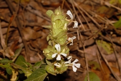 Phaulopsis imbricata