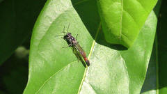 Trypoxylon petiolatum