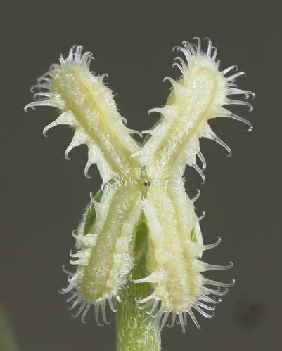 Pectocarya linearis ssp. ferocula