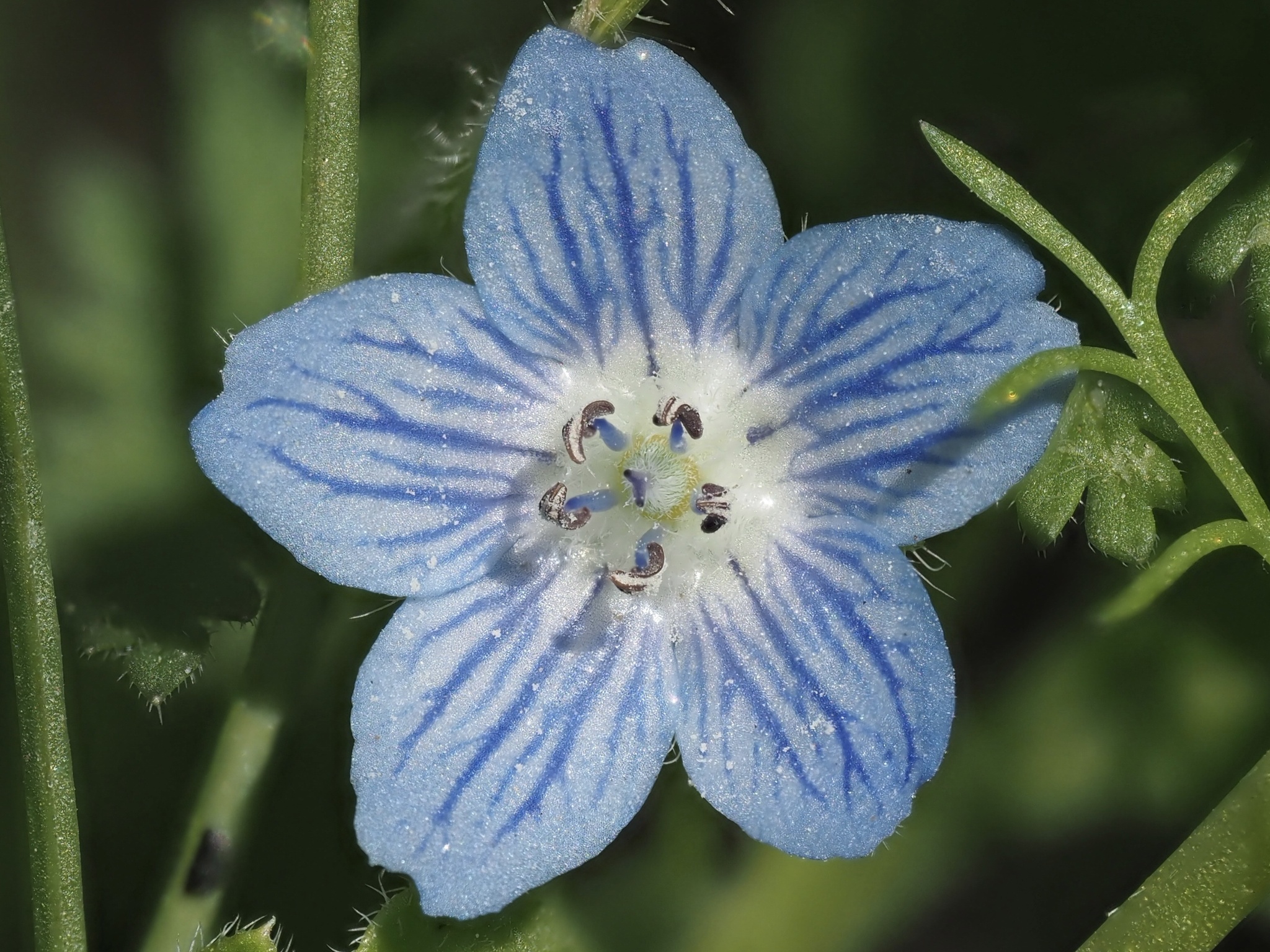 Nemophila menziesii