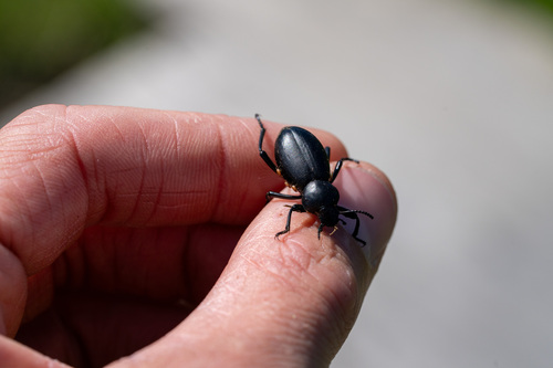 iNaturalist observation photo of Desert Stink Beetles