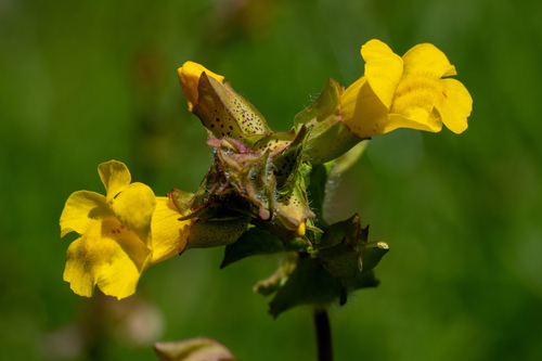 iNaturalist observation photo of seep monkeyflowers