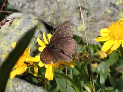 Erebia melas