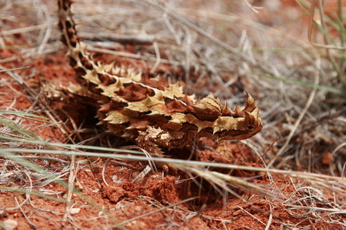 Thorny Devil