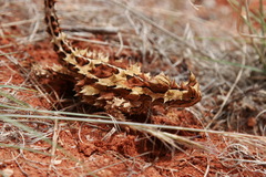 Thorny Devil photo 2