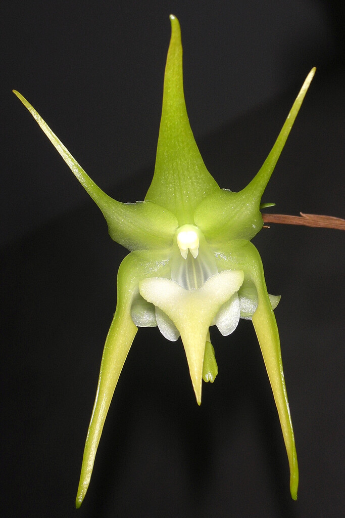 Aeranthes grandiflora