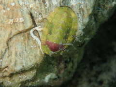 Rhyssoplax olivacea