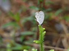 Thermoniphas togara togara