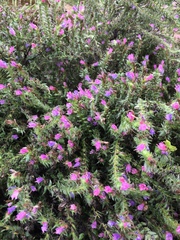 Echium rosulatum