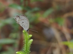 Thermoniphas togara togara