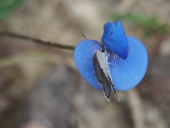 Thermoniphas togara togara