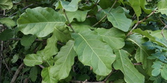 Curatella americana