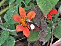 Coeliades forestan forestan