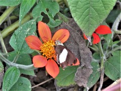 Coeliades forestan forestan