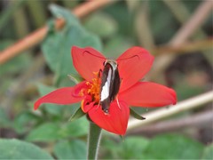 Coeliades forestan forestan