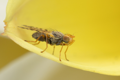 Dioxyna sororcula (Wiedemann, 1830)