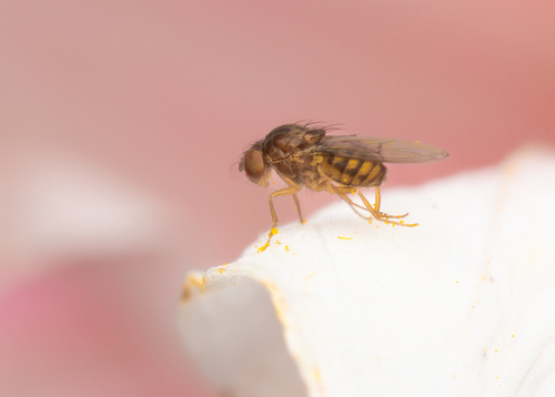 Scaptodrosophila enigma