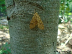 Lophocampa annulosa