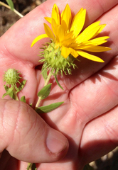 Grindelia stricta angustifolia