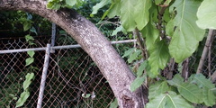 Curatella americana