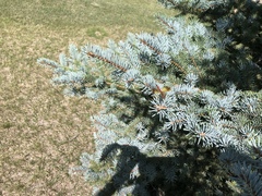 Sympetrum semicinctum