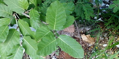 Curatella americana
