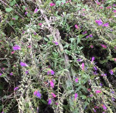 Echium rosulatum