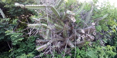 Stenocereus standleyi