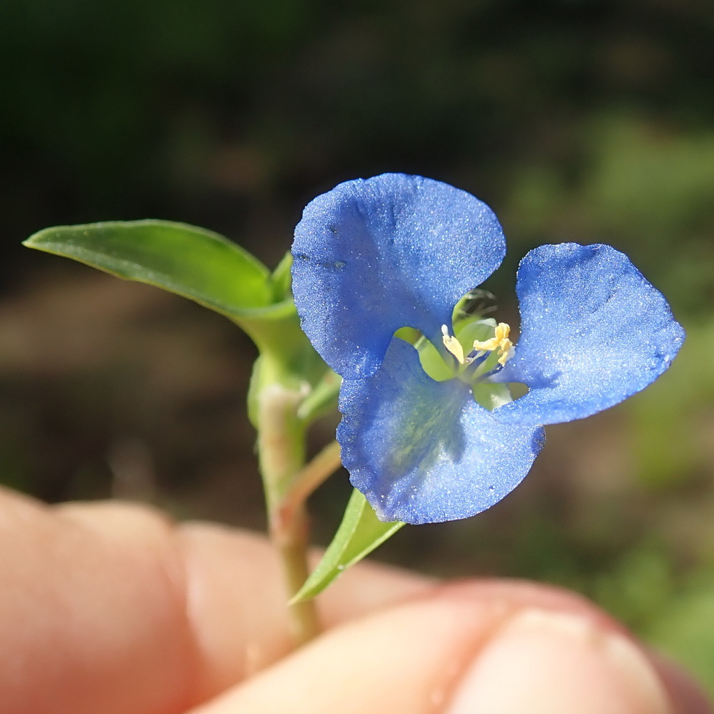 Commelina lanceolata (Commelina lanceolata)