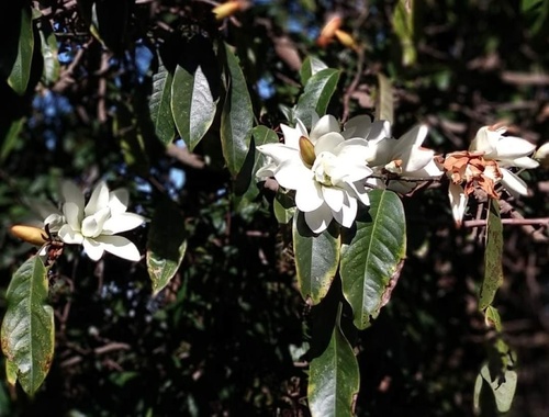 Magnolia doltsopa