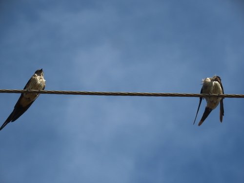 Golondrina dáurica (Cecropis daurica)
