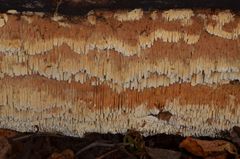 Flavidoporia mellita