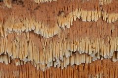 Flavidoporia mellita
