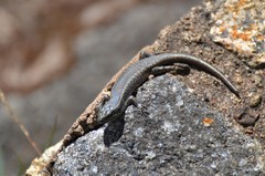 Trachylepis mlanjensis