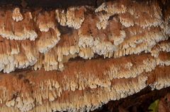 Flavidoporia mellita