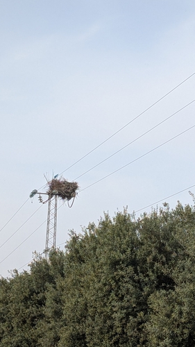 European White Stork