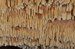 Flavidoporia mellita