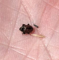 Chalcodermus collaris