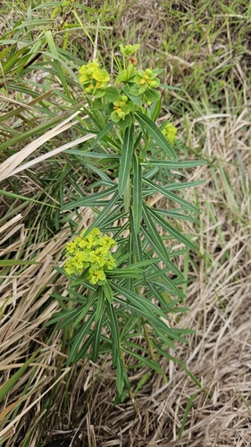 Jolkin’s spurge (Euphorbia jolkinii)