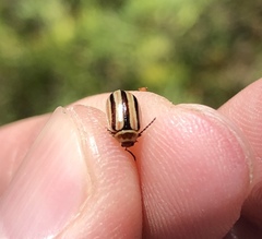 Kuschelina miniata