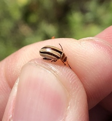 Kuschelina miniata
