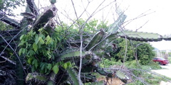 Stenocereus standleyi