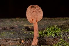 Hypomyces tubariicola