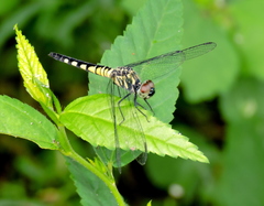 Brachydiplax sobrina
