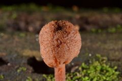 Hypomyces tubariicola