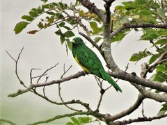 Chrysococcyx cupreus