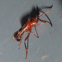 Gelis tenellus