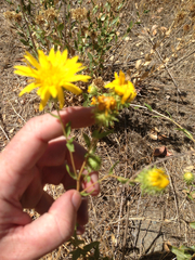 Grindelia stricta angustifolia