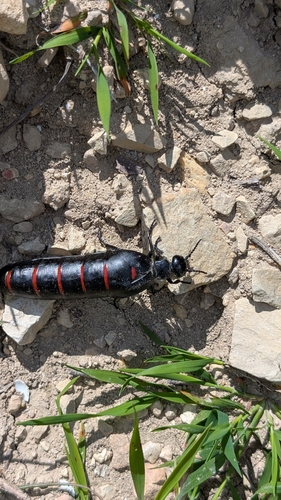 Red-striped Oil Beetle